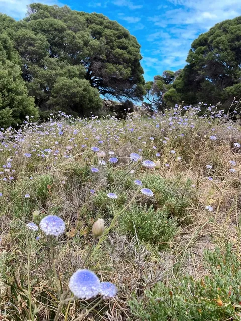 🇦🇺 Perth 5D4N Car-Free Travel Guide (Part 1)  🟡