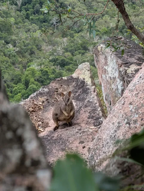 🇦🇺 Staying with Kangaroos in Townsville 🦘🏕️