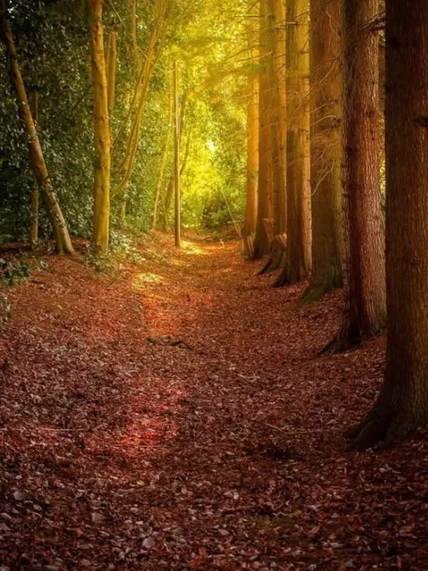 1-Hour Trip from London | Pristine Forest Hiking Paradise 