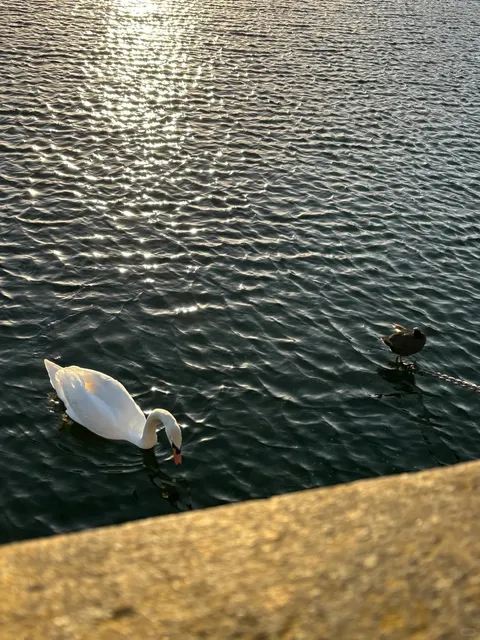 Edgbaston Reservoir: Birmingham's Hidden Oasis.🌅 