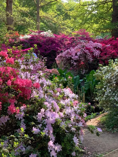 Isabella Plantation, London