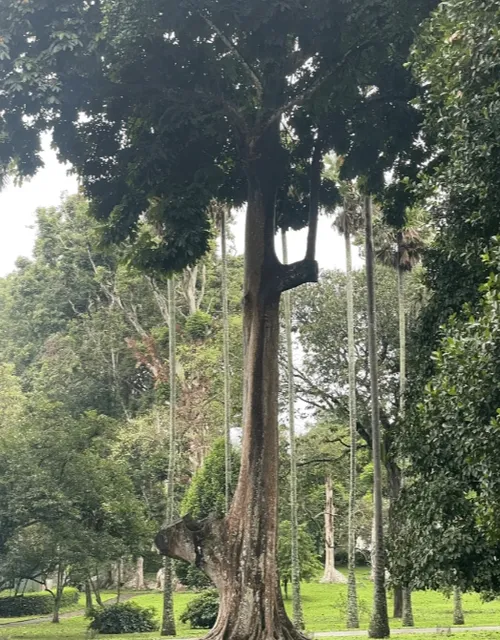 Feel the Concrete Manifestation of Vitality at Kandy Royal Botanic
