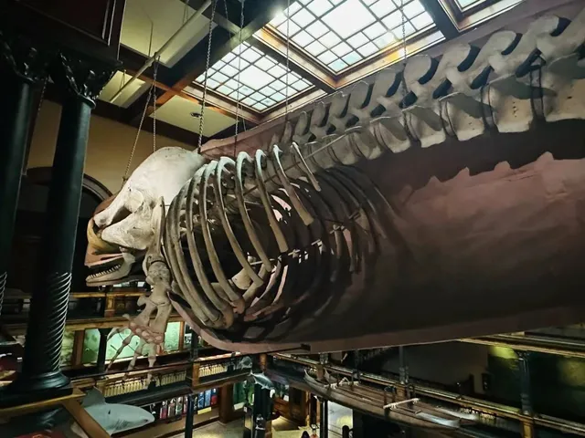 Bishop Museum: Preserving Hawaii’s Sandalwood Legacy