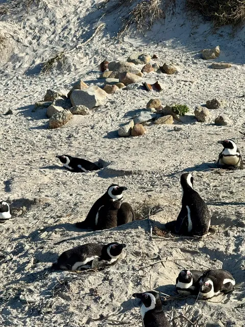 🇿🇦 Cape Town Photo Dump | A Decade-Long Dream Come True