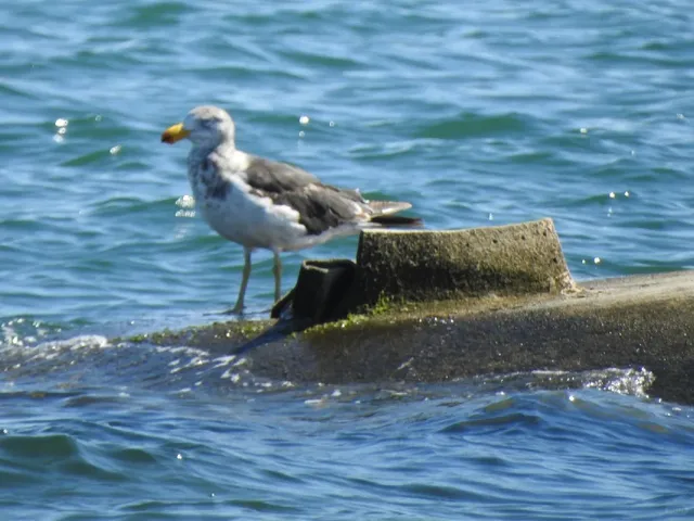Birdwatching at Geelong Botanic Gardens: A Coastal Avian Paradise 📸🦜