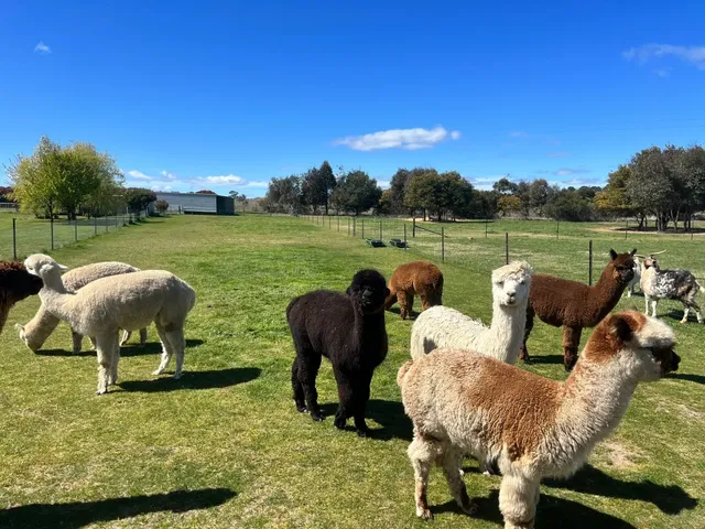 Highly recommend this fantastic alpaca farm near Canberra!
