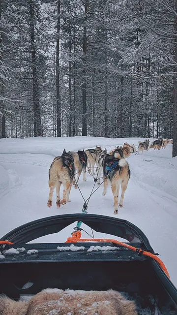 🛷🦮 Husky Ride at Santa Claus Village 🎅