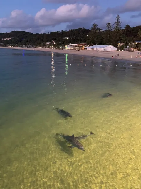 Moreton Island (Tangalooma) Without Dolphin Feeding? No Regrets!