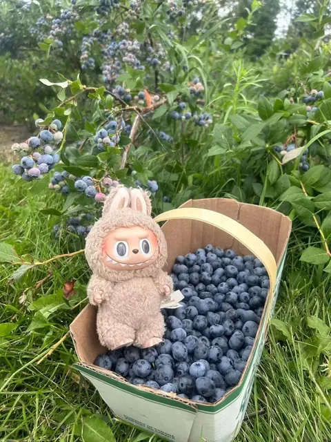 Andrews Farm Market & Winery | Blueberry Picking Paradise 🫐🌞  