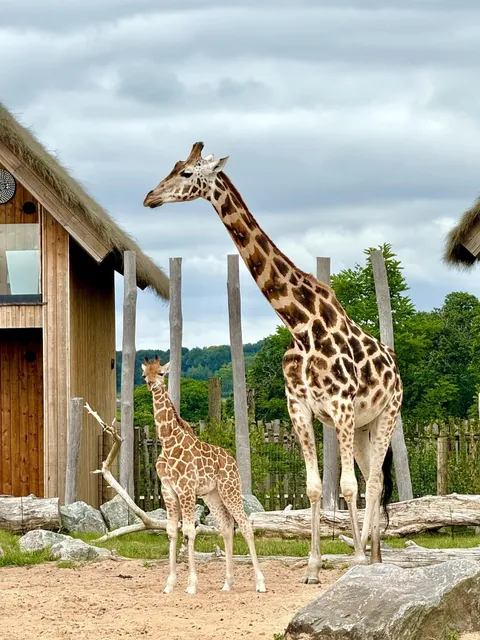 Not in Kenya! Right Here in Birmingham! 🐘