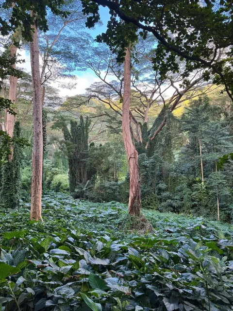 Third Time in Honolulu? Here’s a 4-Day Chill Itinerary! 🌺