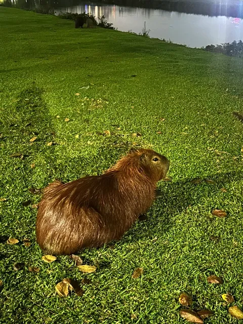 🇧🇷 Curitiba Half-Day Itinerary | Must-Visit Spots