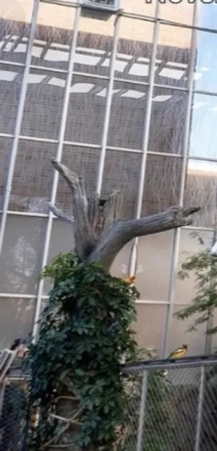 National Aviary Holiday Events | A Festive Flurry of Feathers & Fun! 