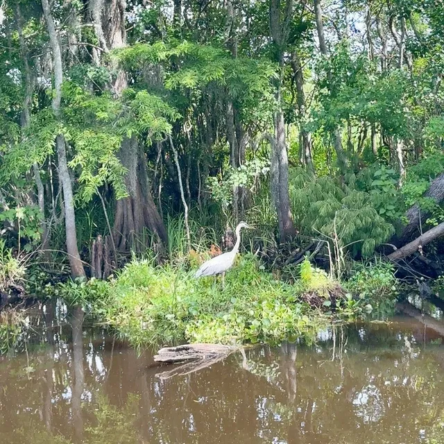 🇺🇸 New Orleans | Swamp Tour 🐊