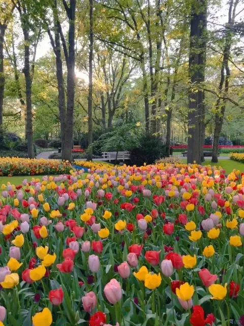 🇳🇱 I DECLARE IT! AMSTERDAM = EUROPE'S MOST BEAUTIFUL CITY